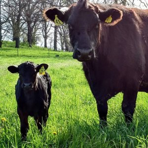 A black cow and her calf standing in a lush green pasture, both wearing identification tags, with trees in the background.