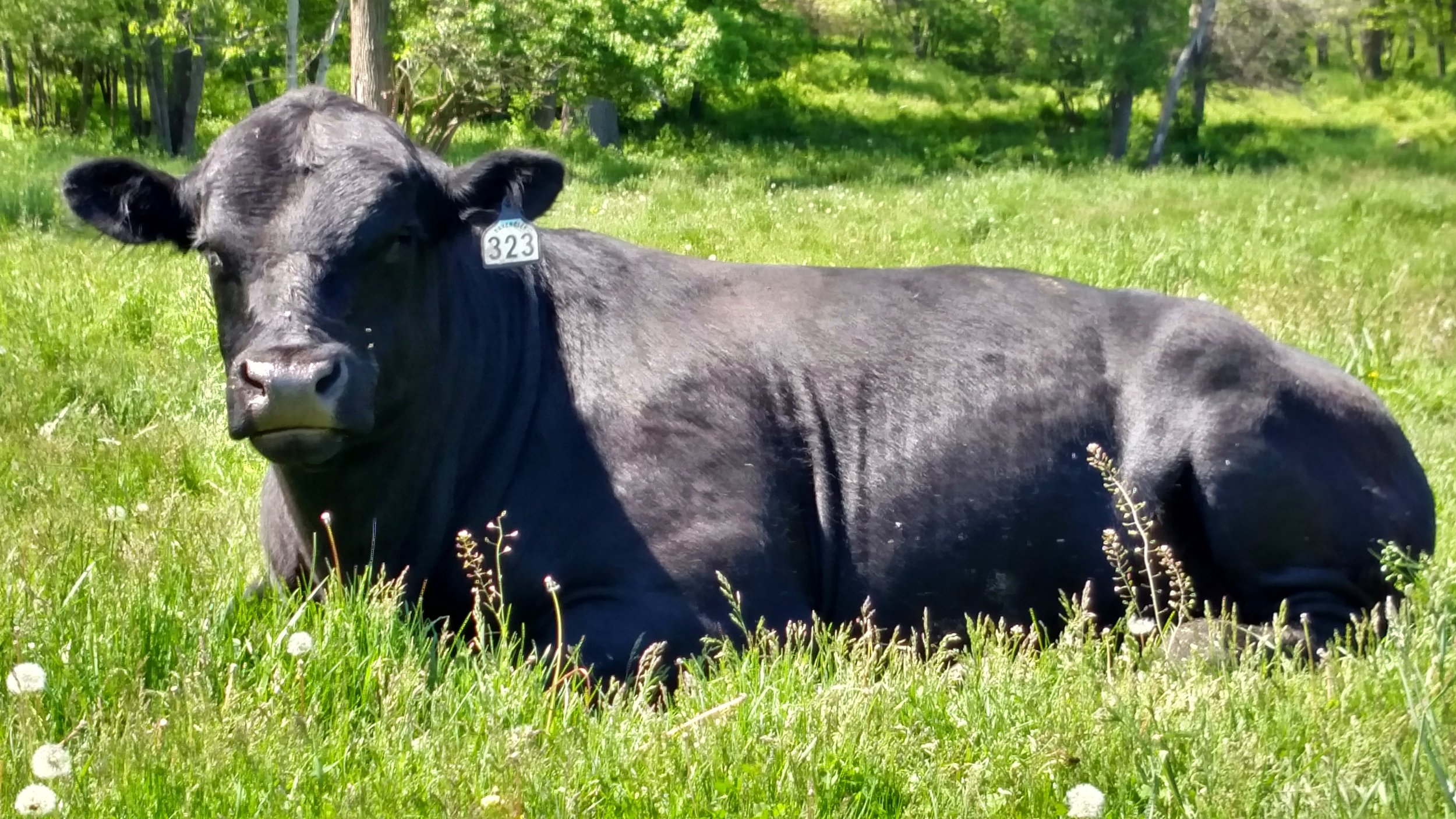 Black Angus cow resting in a lush green field with wildflowers, wearing an identification tag numbered 323.