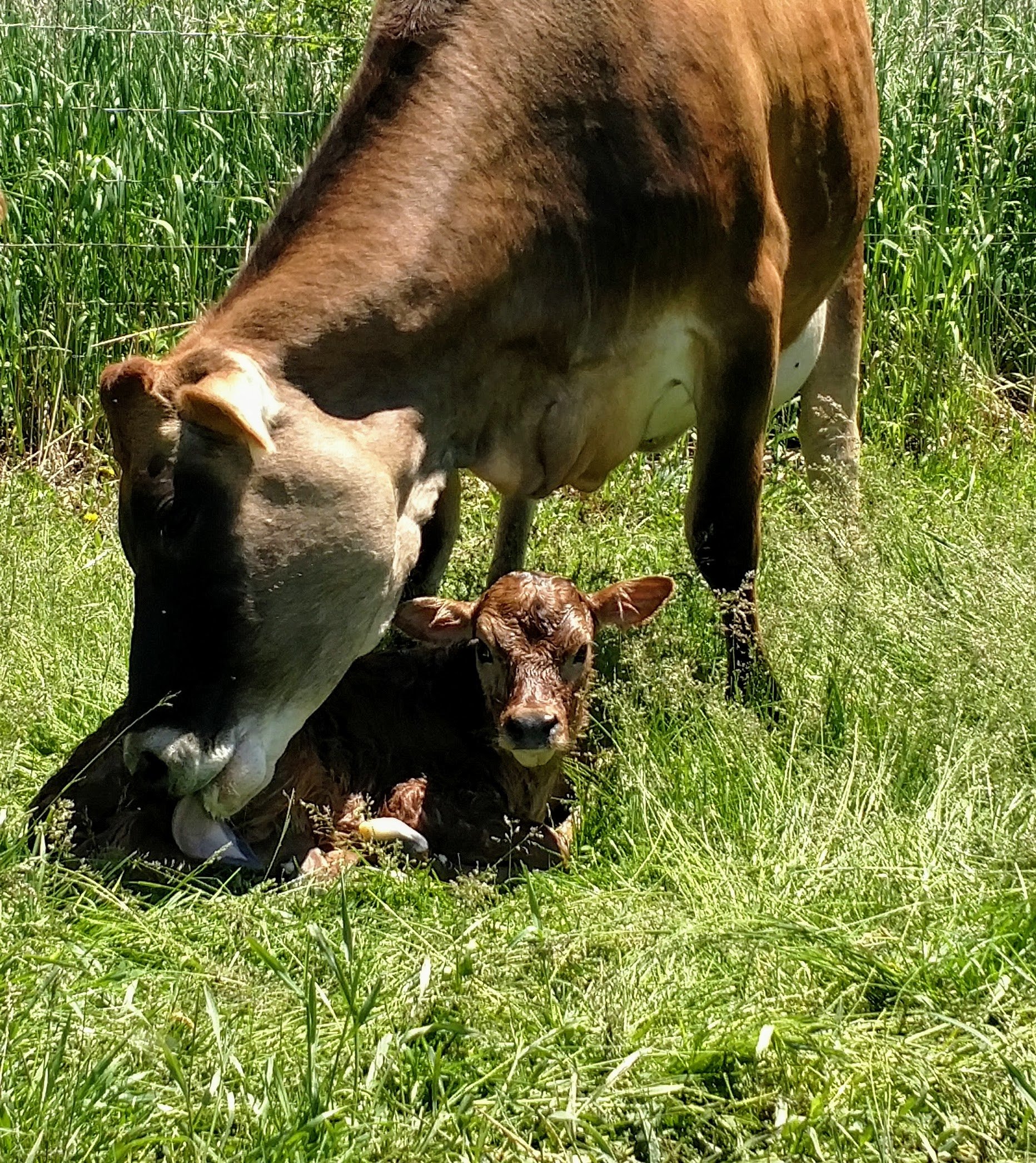 A brown cow gently licks her newborn calf, which is lying on lush green grass in a sunny pasture, showcasing a nurturing moment between mother and offspring.