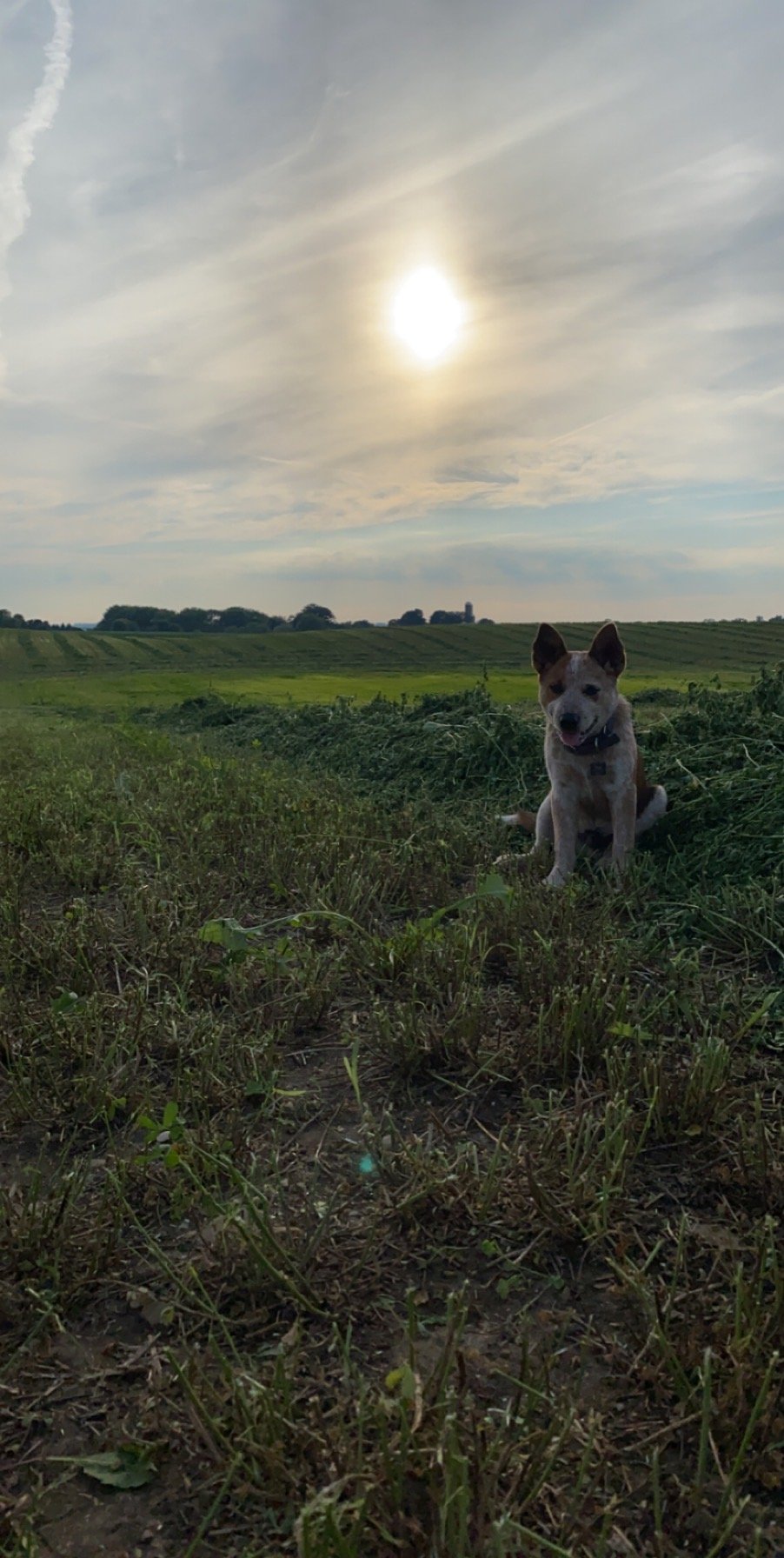 A playful dog sitting in a grassy field with a sunset in the background, showcasing a serene rural landscape.